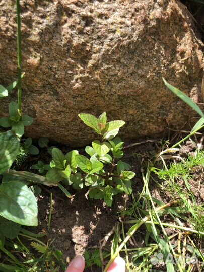 Мята ментоловая