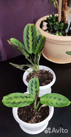 Комнатные растения в горшках цветы