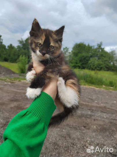 Кошка