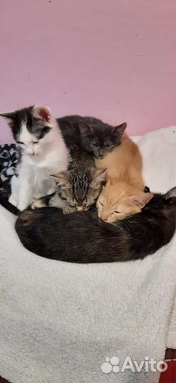 Милые котятки в заботливые руки