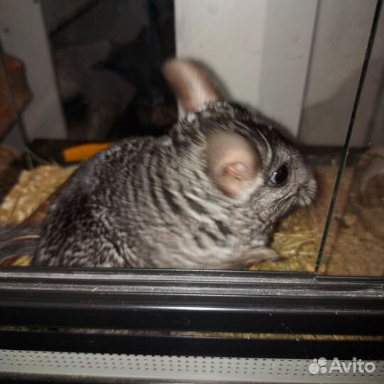 Шиншилла (серебристая)