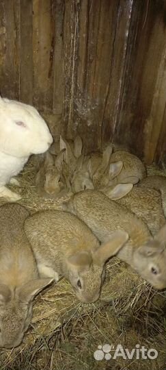 Крольчата Фландер