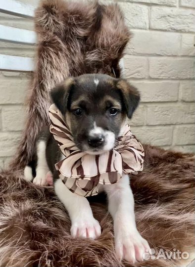 Щенок в добрые руки