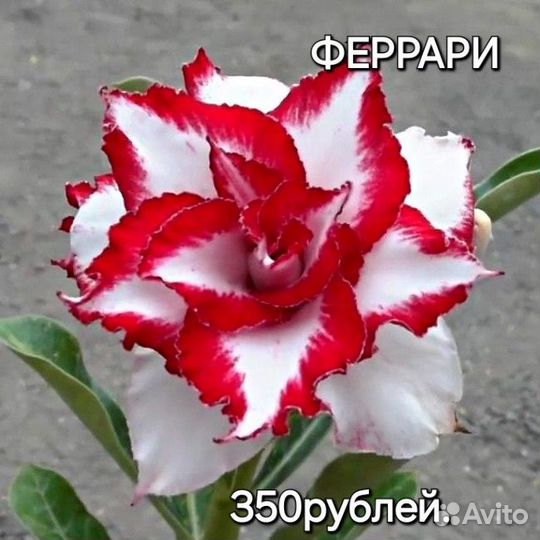 Комнатные цветы адениум
