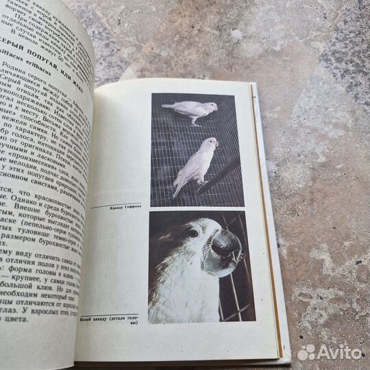 Птицы в доме. Шнейдер. 1991 г