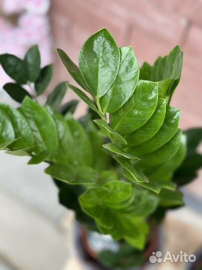 Замиокулькас emerald