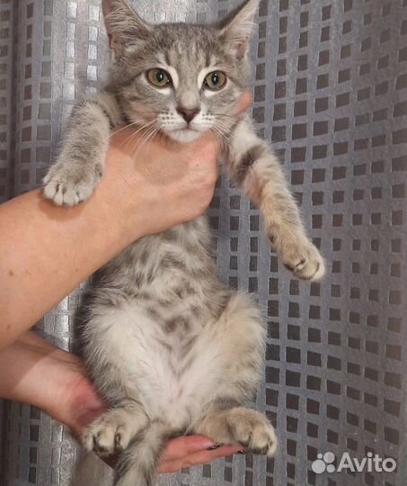 Отдам котенка в добрые руки