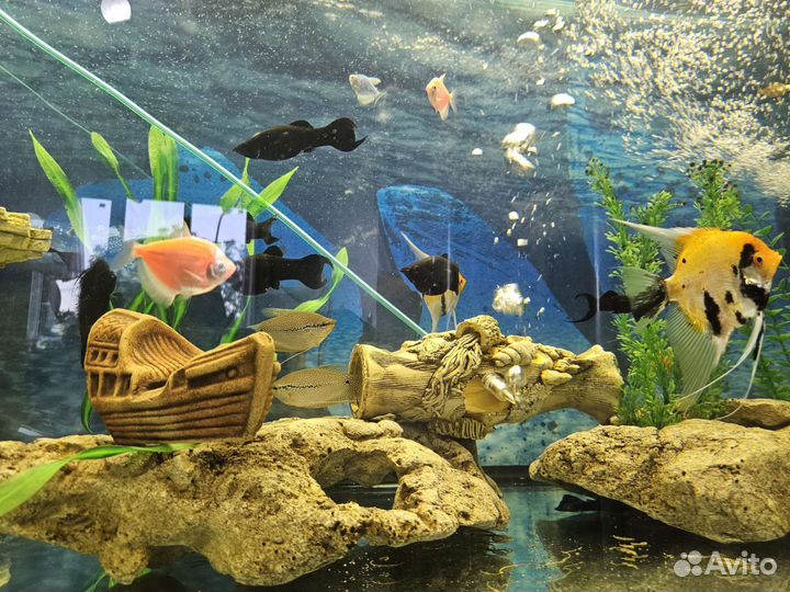 Аквариум рыбки 400 литров
