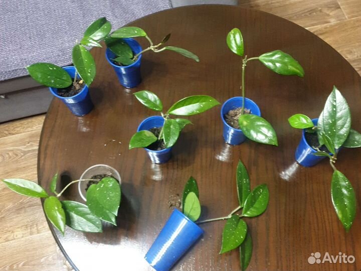 Хойя, глоксинья