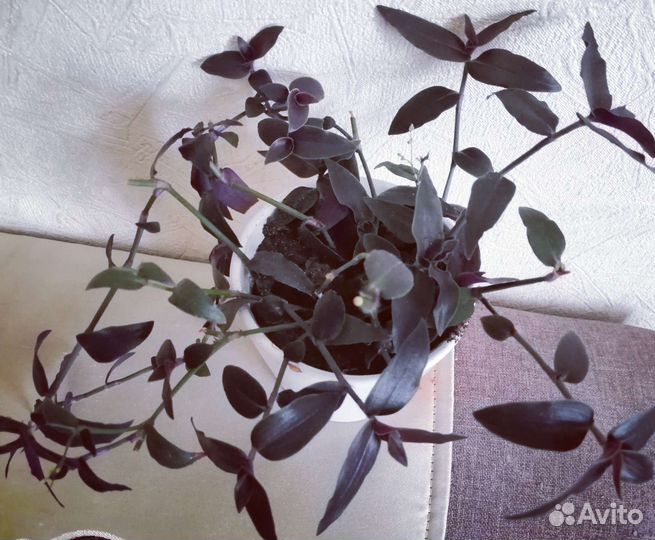 Gibasis Jose Puig-каллизия, вид традесканции