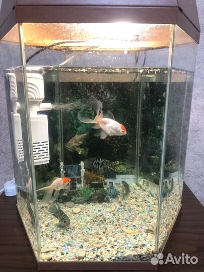 Аквариумные рыбки сомики