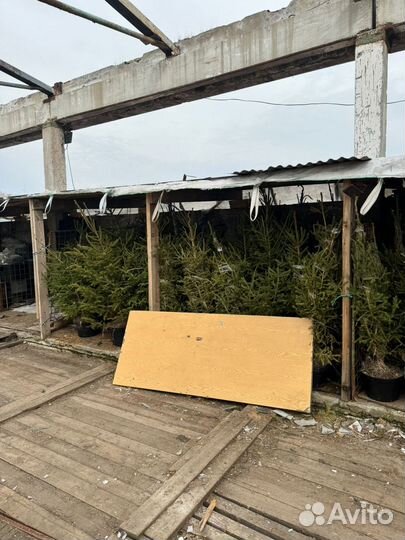 Елка в горшке