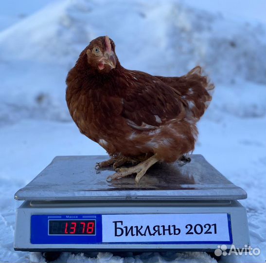 Куры Несушки