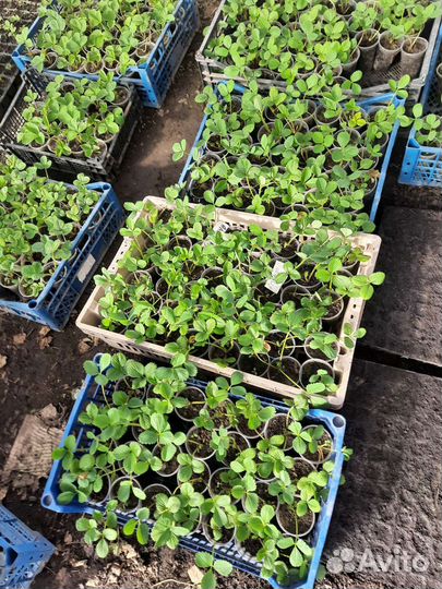 Рассада клубники