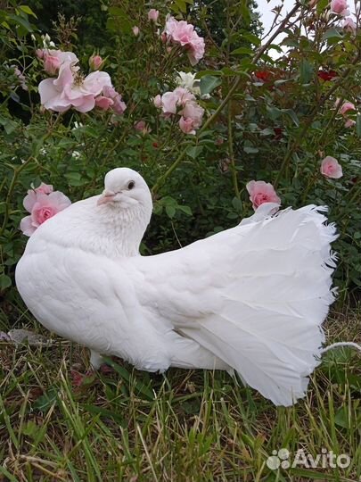 Голуби павлины для свадеб