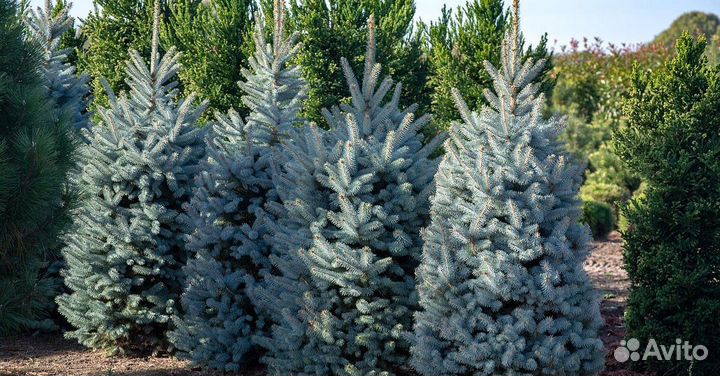 Голубая ель с доставкой
