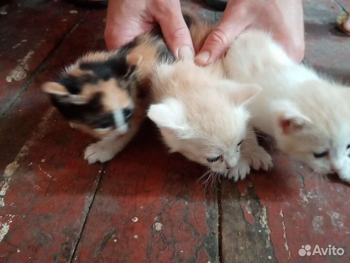 Котята в добрые руки бесплатно, 2 кошки и кот