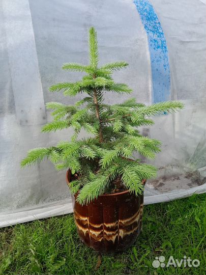 Ель голубая,Пихта