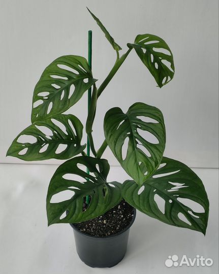 Монстера Адансона