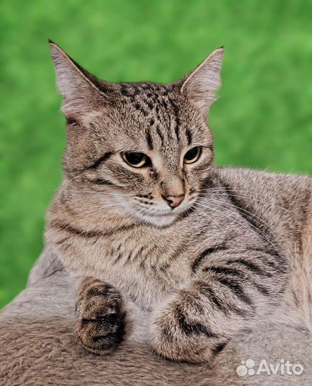 Кошка Натти Сати 1,2-1,5г (табби (шпротный) с чер