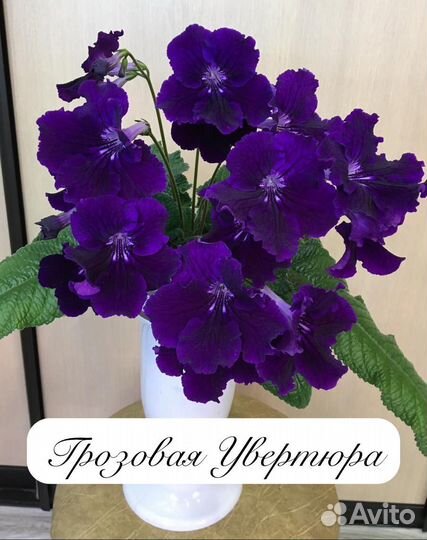 Стрептокарпус детки 8 сортов