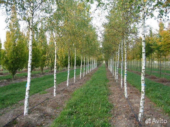Саженцы березы 2-8 метров. Оптом/Розница