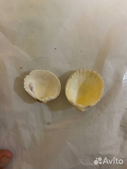 Ракушки из Атлантического океана