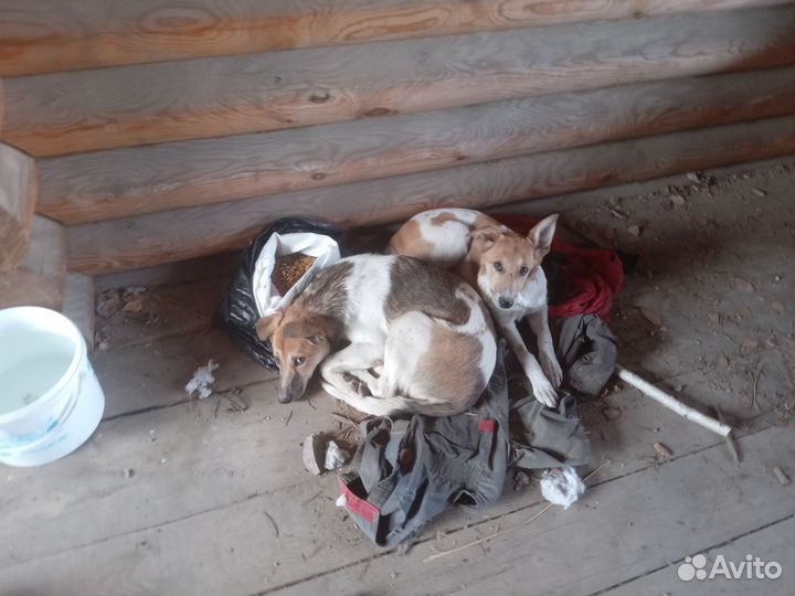Собака в добрые руки щенок