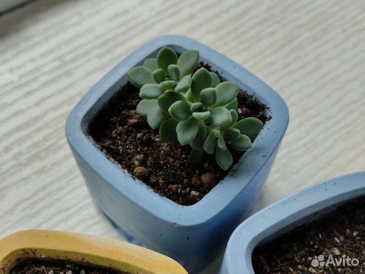 Пахифитум суккулент комнатное растение