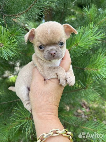 Щенки чихуахуа mini, редкого окраса