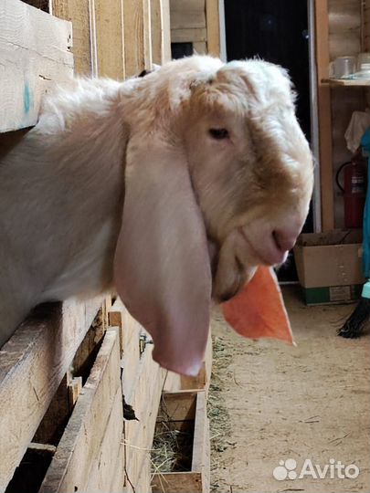 Дойные нубийские козы