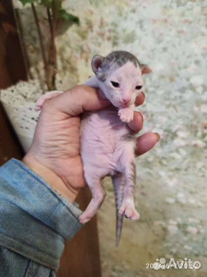 Донской сфинкс котята