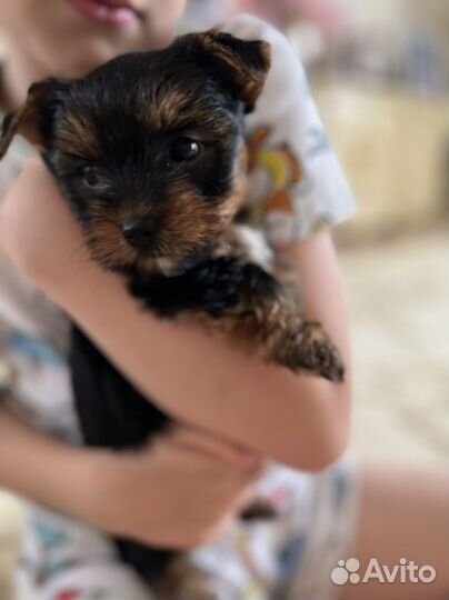 Йоркширский терьер щенки