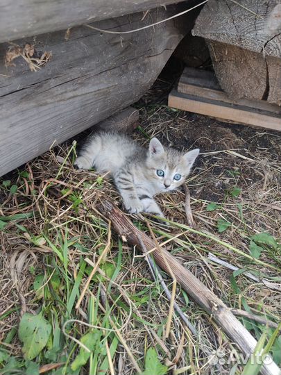 Котик в добрые руки