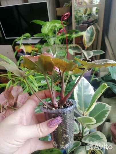 Сингониум клубничный лед