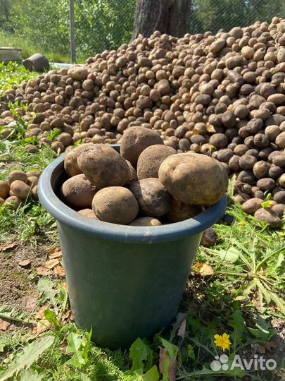 Картофель крупный домашний