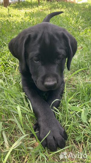 Щенки лабрадора