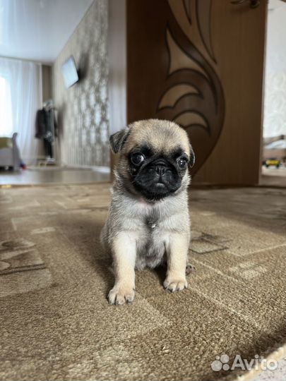 Щенки мопса девочка