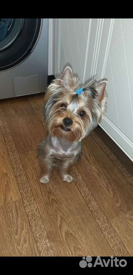 Йоркширский терьер вязка мальчик