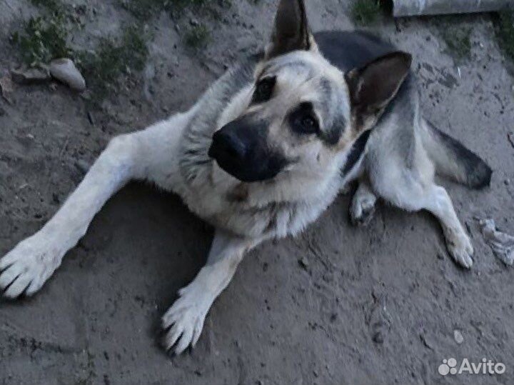 Вязка кобель вео