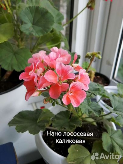 Пеларгония герань