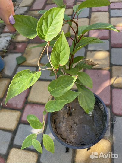 Лимонник китайский