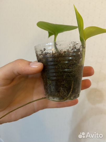 Сциндапсус неон