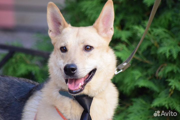 Лайкообразный парень Вольф ищет дом