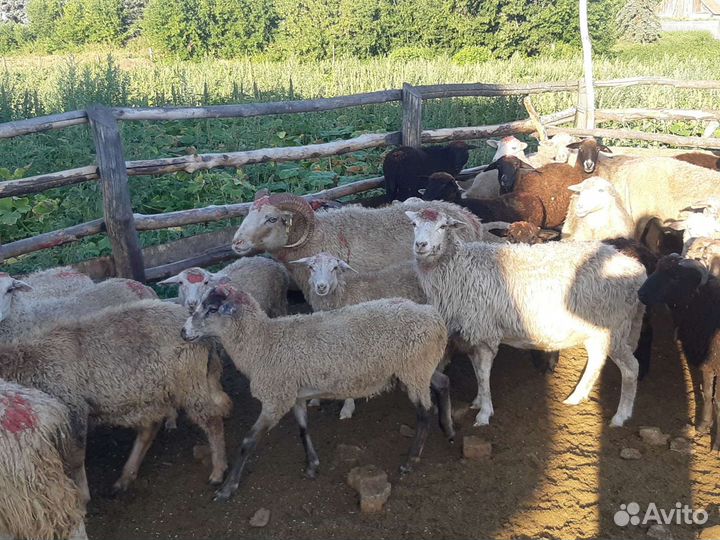 Овцы, бараны