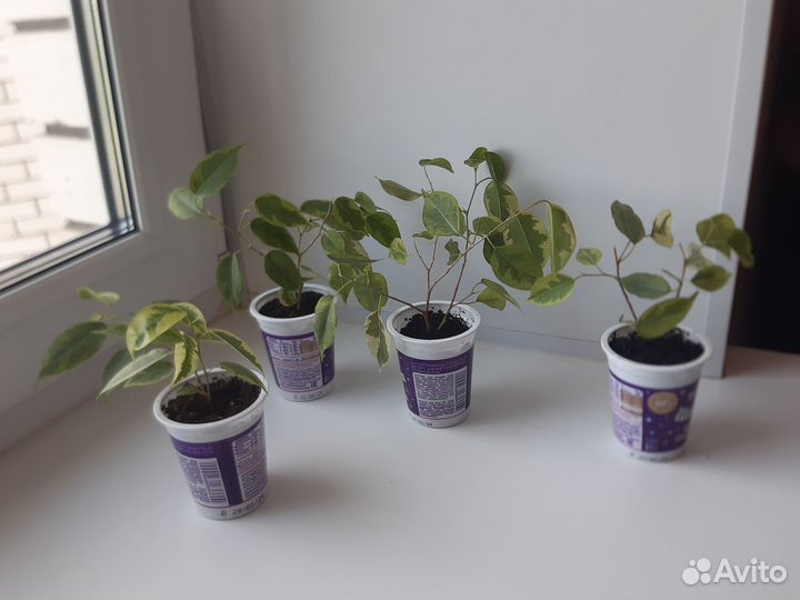 Фикус бенджамин