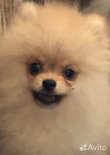 Кремовый шпиц