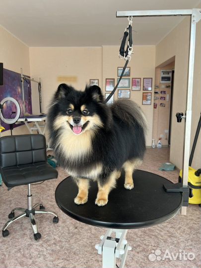 Нужны модели на груминг