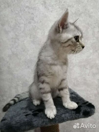 Шотландская