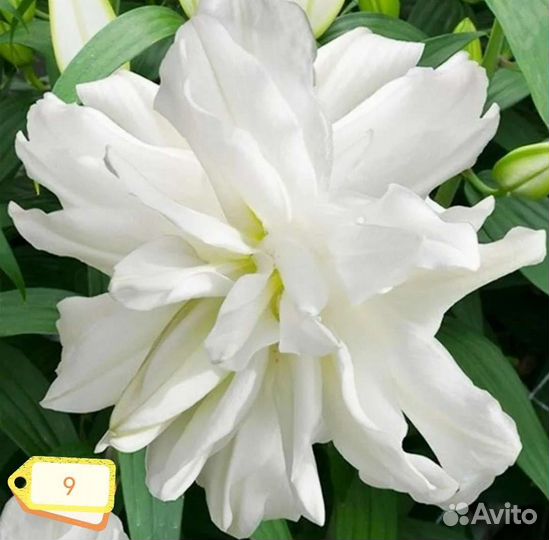 Лилия цветок как лотос луковицы